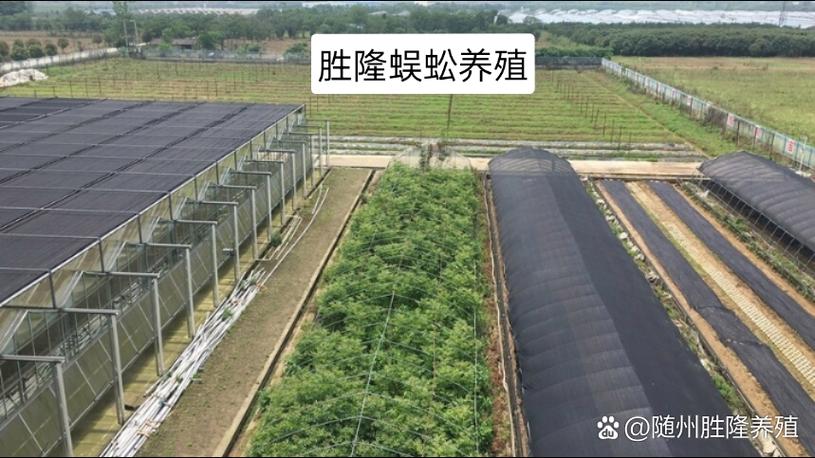 蜈蚣生态养殖技术视频要点有哪些？-图1
