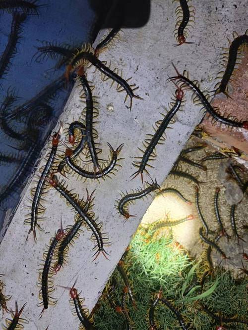 蜈蚣生态养殖技术视频要点有哪些？-图2