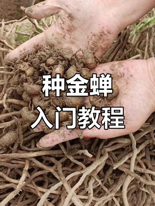 大棚养金蝉技术视频，新手怎么学？-图3