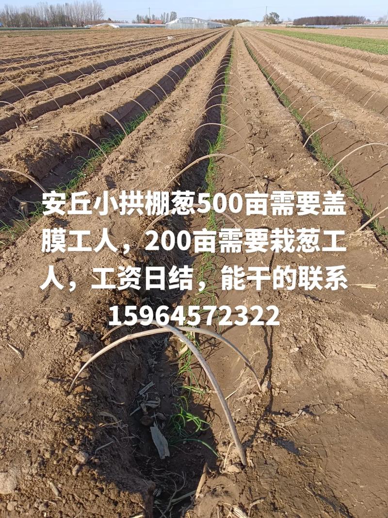 拱棚大葱种植技术视频有哪些要点？-图1