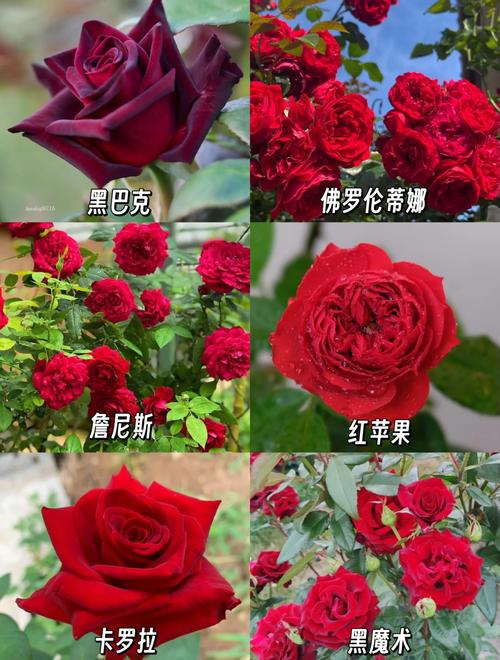 什么月季品种最好养活？-图1