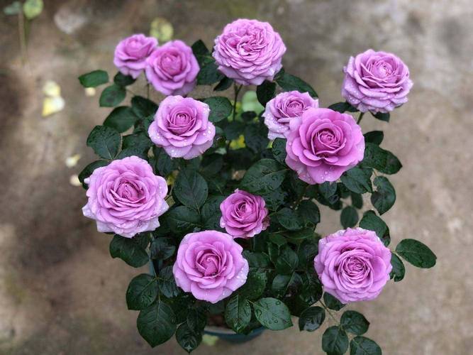 什么月季品种最好养活？-图2