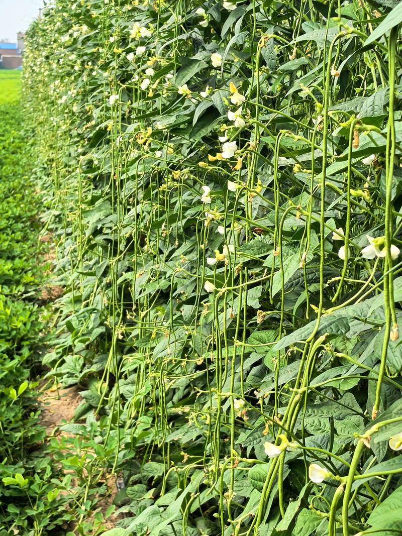 东北露天豆角咋种好?-图3 东北露天豆角咋种好?-图3