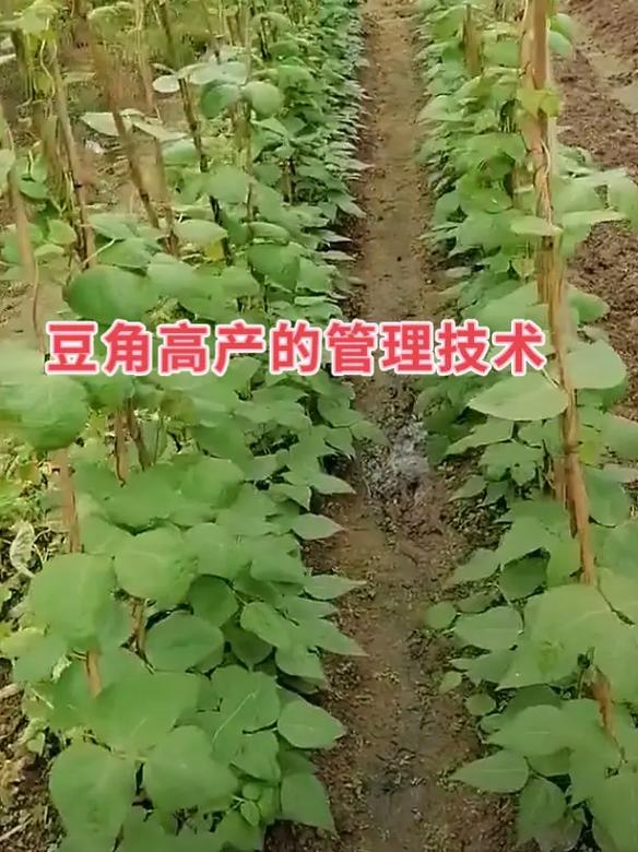 东北露天豆角咋种好?-图2 东北露天豆角咋种好?-图2