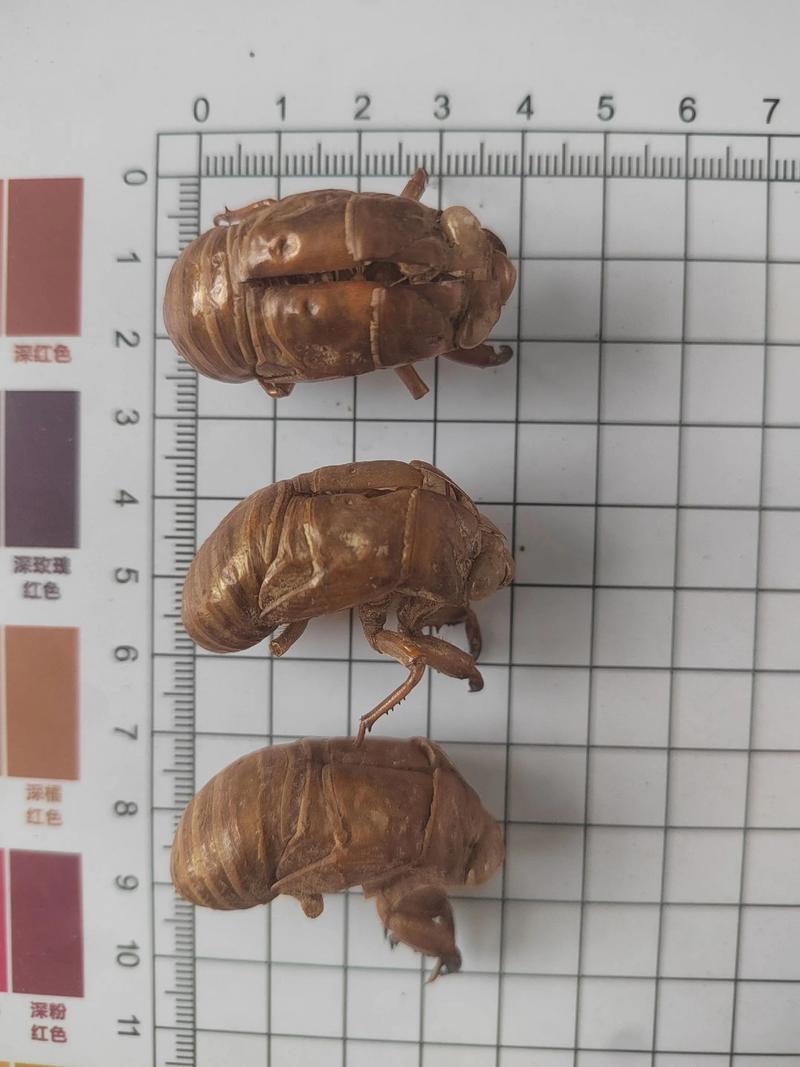 2025年蝉壳收购价会涨跌？-图2