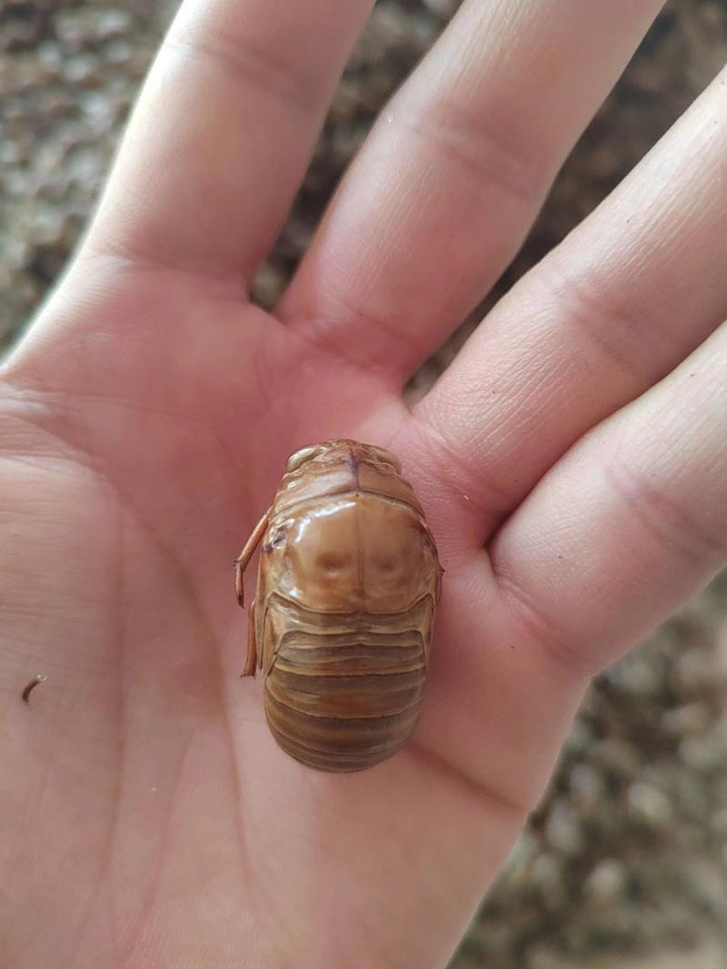 2025年蝉壳收购价会涨跌？-图3