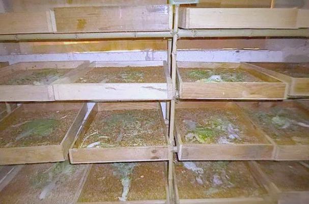 黄粉虫低成本养殖技术有哪些要点？-图2