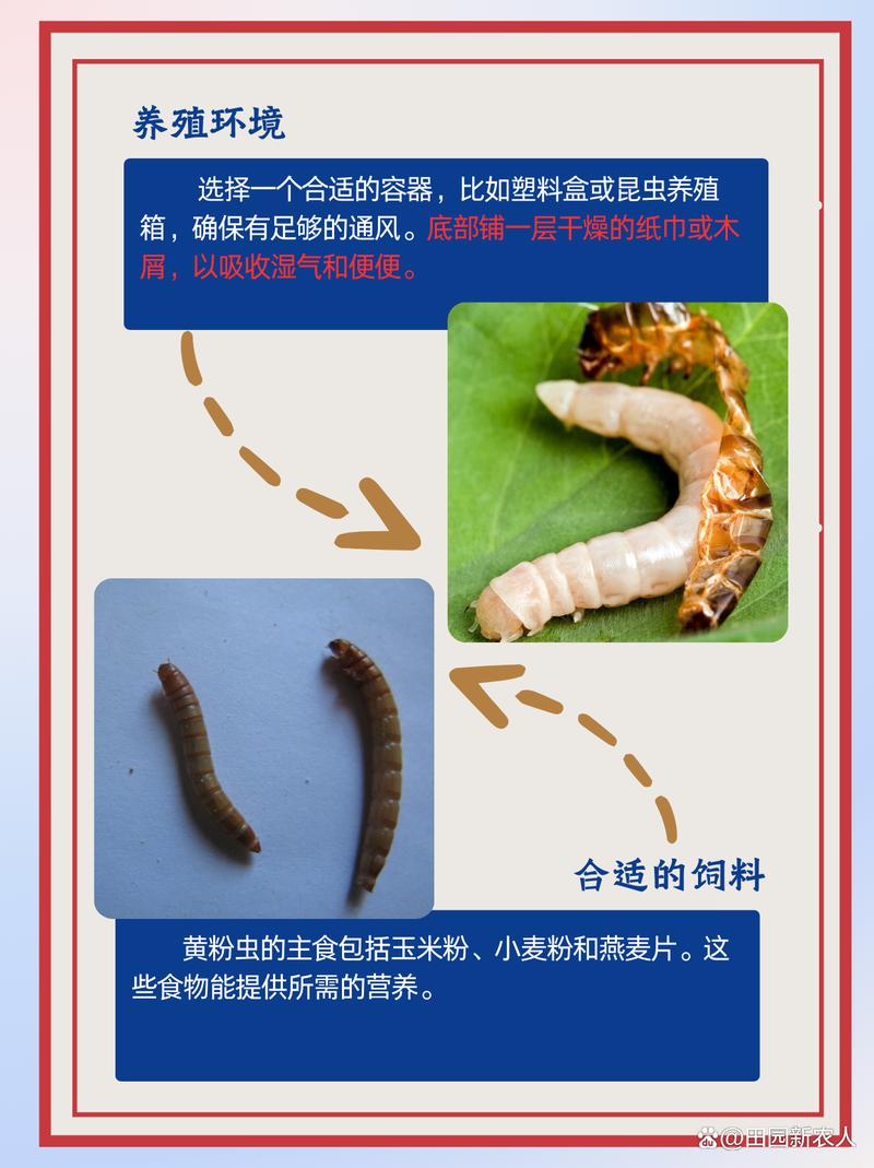 黄粉虫低成本养殖技术有哪些要点？-图3