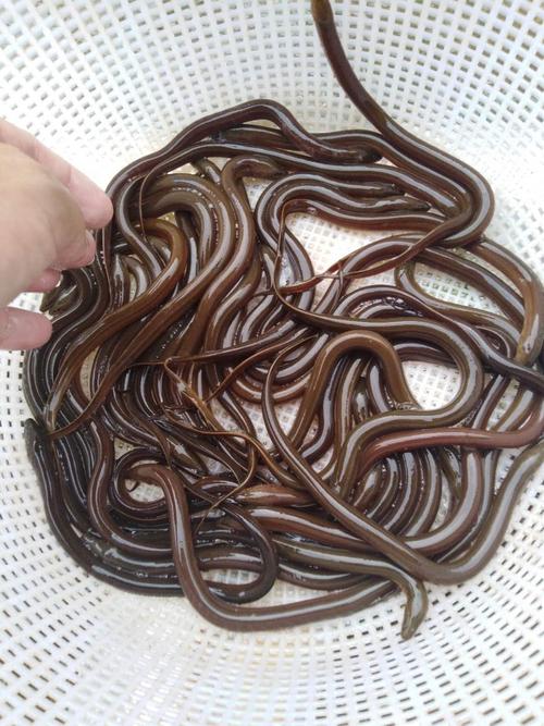 黄鳝养殖技术图片，如何看懂关键点？-图3