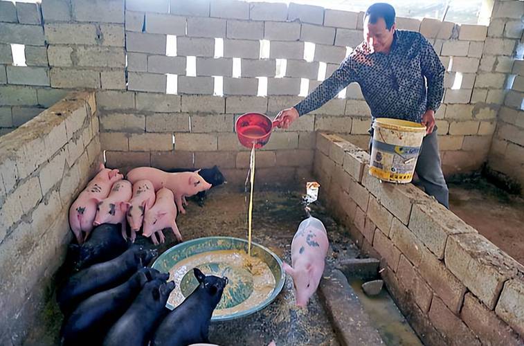 农民养猪技术视频怎么播放？-图2