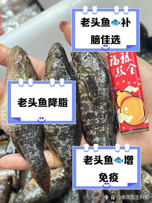 哈尔滨老头鱼养殖技术有哪些关键要点？-图3