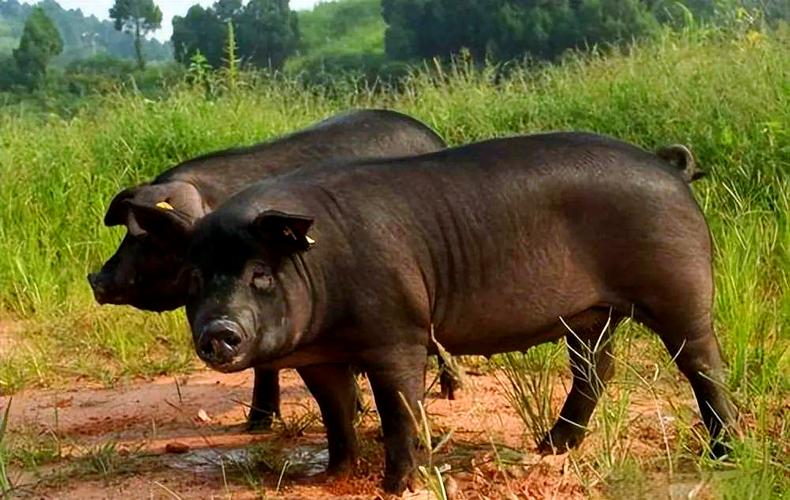 每日农经最大品种黑猪有何特别？-图2