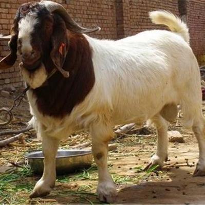 山东本地山羊品种图片-图1