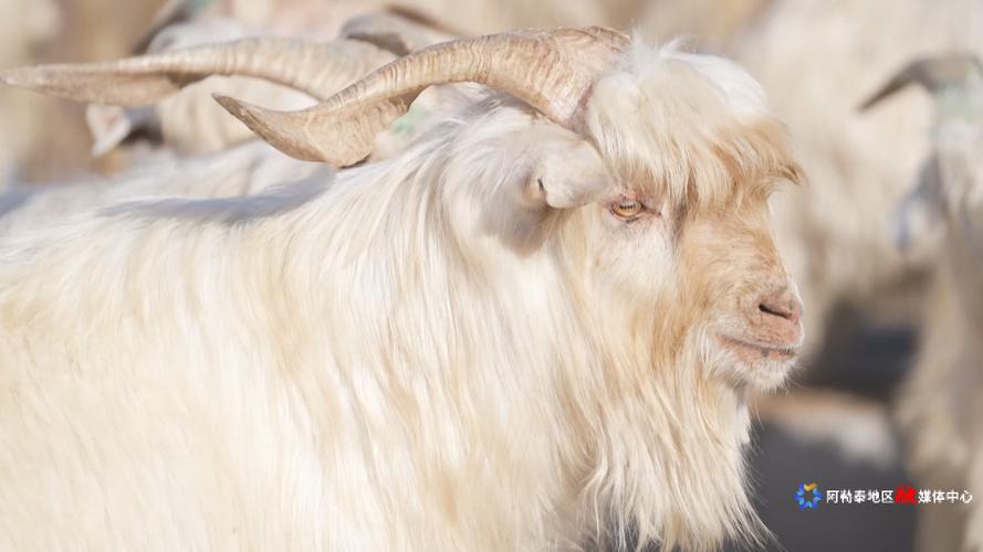 山东本地山羊品种图片-图2