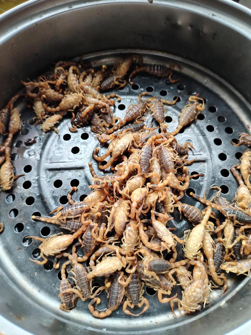 德阳蝎子养殖如何致富？技术门槛高吗？-图1