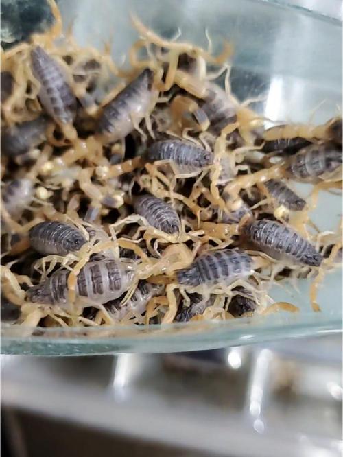 德阳蝎子养殖如何致富？技术门槛高吗？-图2