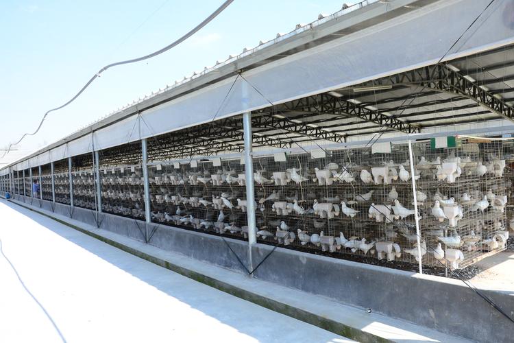 厦门鸽子养殖技术有哪些关键要点？-图2