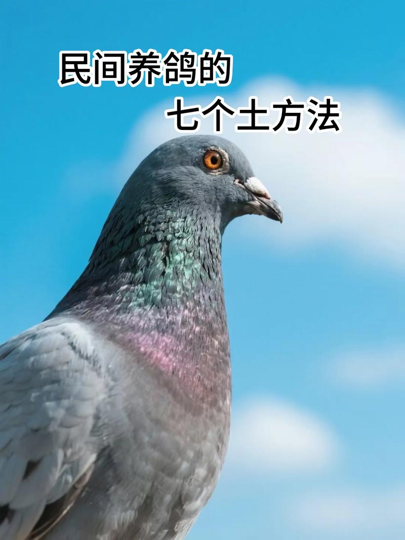 厦门鸽子养殖技术有哪些关键要点？-图3