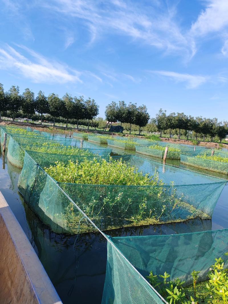 泰州生态健康养殖技术有何创新点？-图1