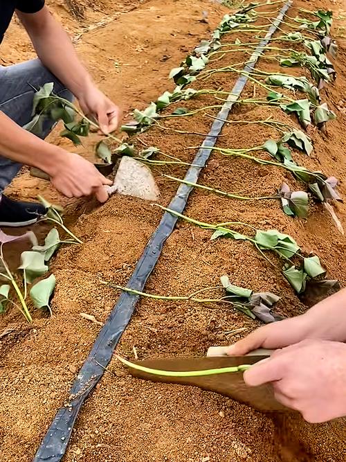 菜瓜露地种植技术视频-图1