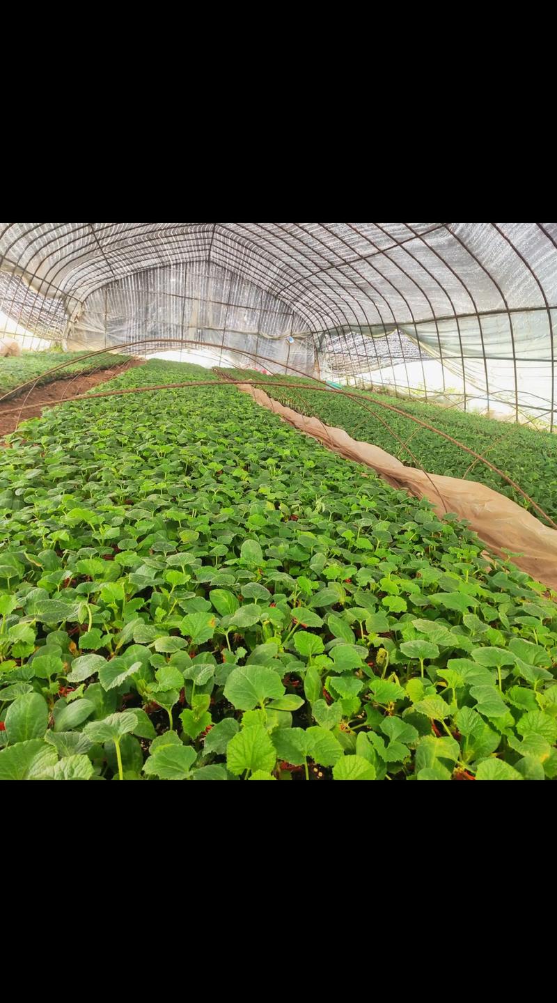 菜瓜露地种植技术视频-图2