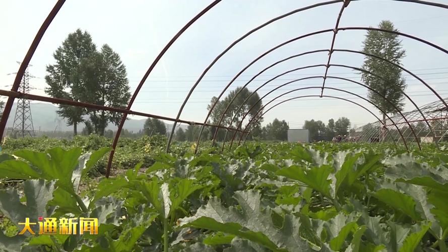 菜瓜露地种植技术视频-图3