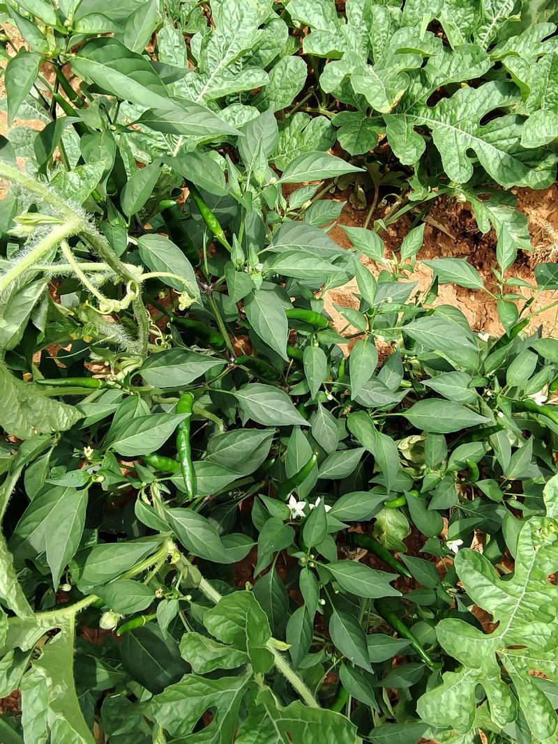 小米辣椒怎么种？技术图片看这里！-图2