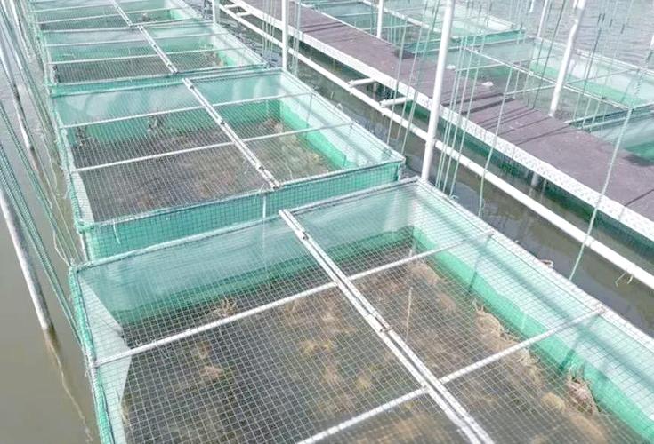 南宁为何禁止网箱养殖技术？-图2