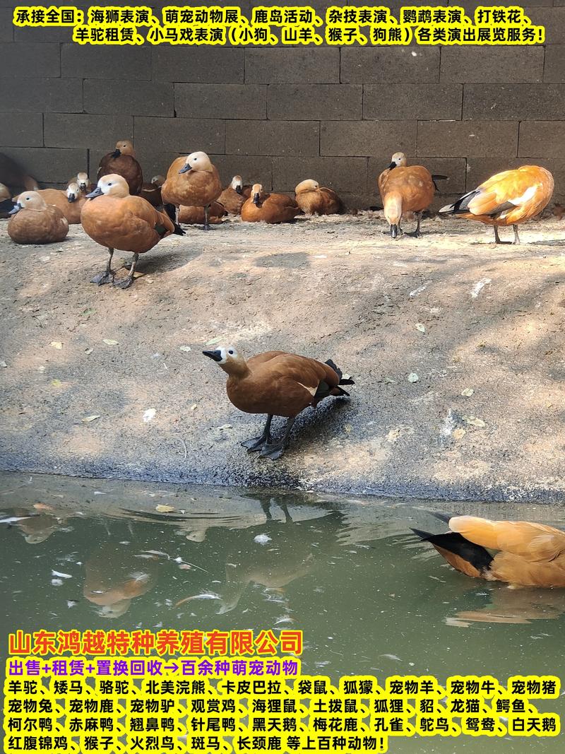 东北珍禽养殖有哪些热门品种?-图2 东北珍禽养殖有哪些热门品种?-图2