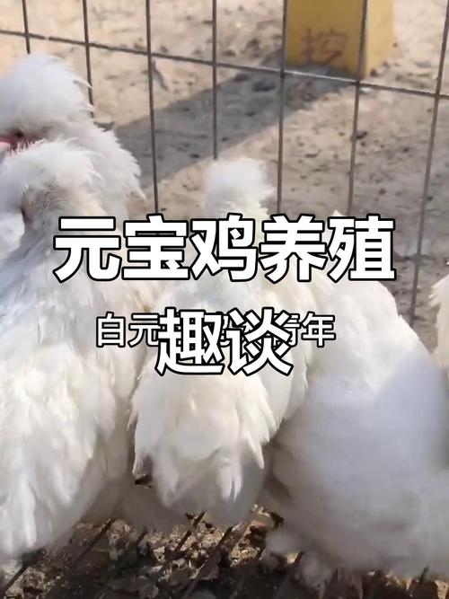 东北珍禽养殖有哪些热门品种?-图3 东北珍禽养殖有哪些热门品种?-图3