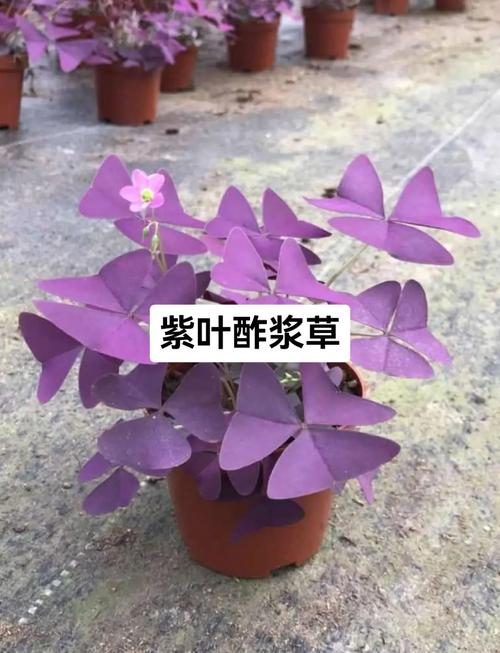 秋季种植酢浆草的品种-图2