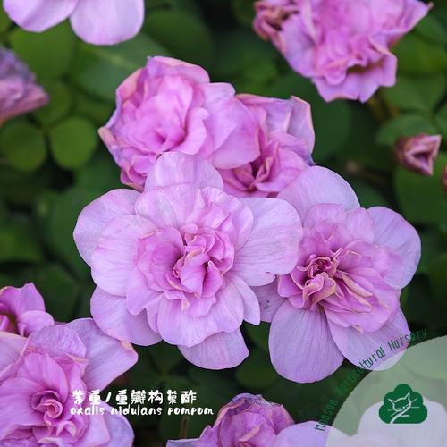 秋季种植酢浆草的品种-图3