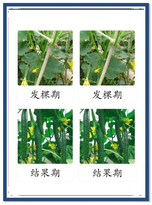 黄瓜种植技术全套视频，哪里能看？-图3
