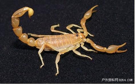 国内今年蝎子价格怎么样?-图1 国内今年蝎子价格怎么样?-图1