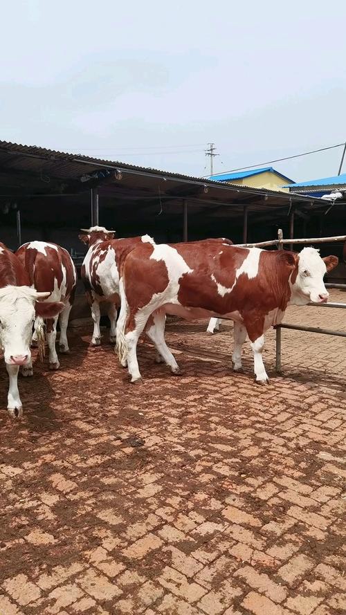 西门塔尔牛哪个品种最优质?-图1 西门塔尔牛哪个品种最优质?-图1