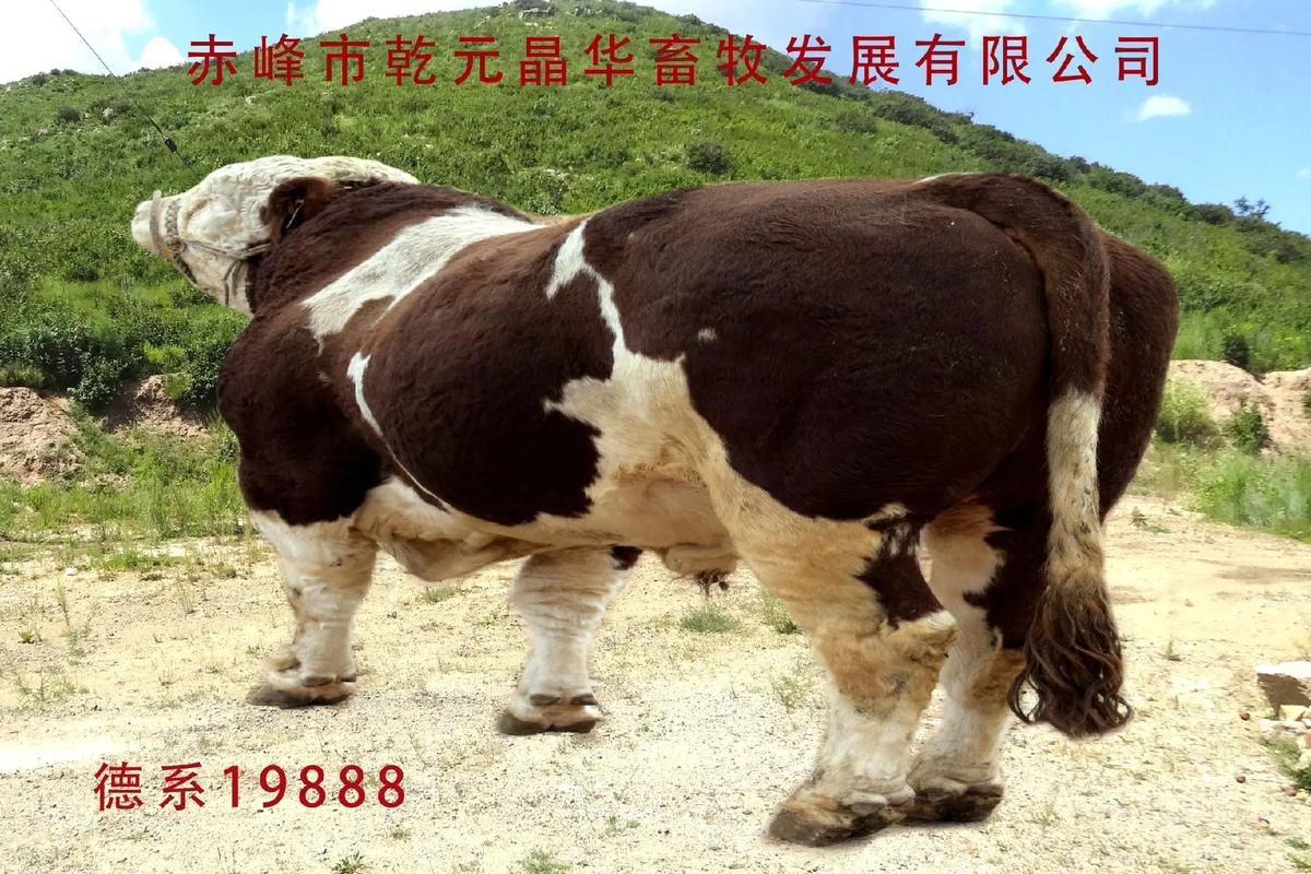 西门塔尔牛哪个品种最优质？-图2