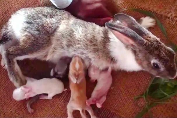 獭兔配种视频怎么配才科学高效?-图1 獭兔配种视频怎么配才科学高效?-图1