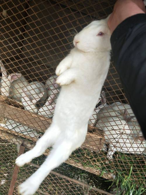 獭兔配种视频怎么配才科学高效?-图2 獭兔配种视频怎么配才科学高效?-图2