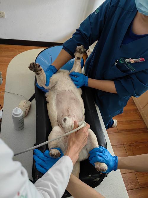 獭兔配种视频怎么配才科学高效?-图3 獭兔配种视频怎么配才科学高效?-图3