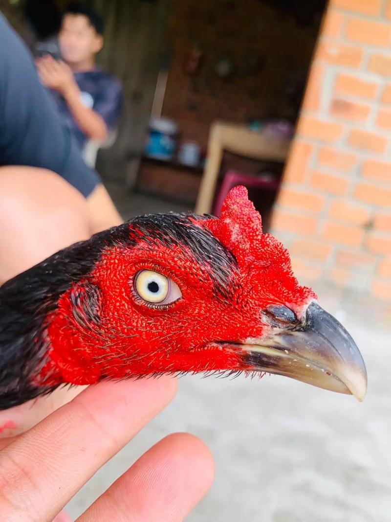 斗鸡母鸡什么品种最好-图2 斗鸡母鸡什么品种最好-图2