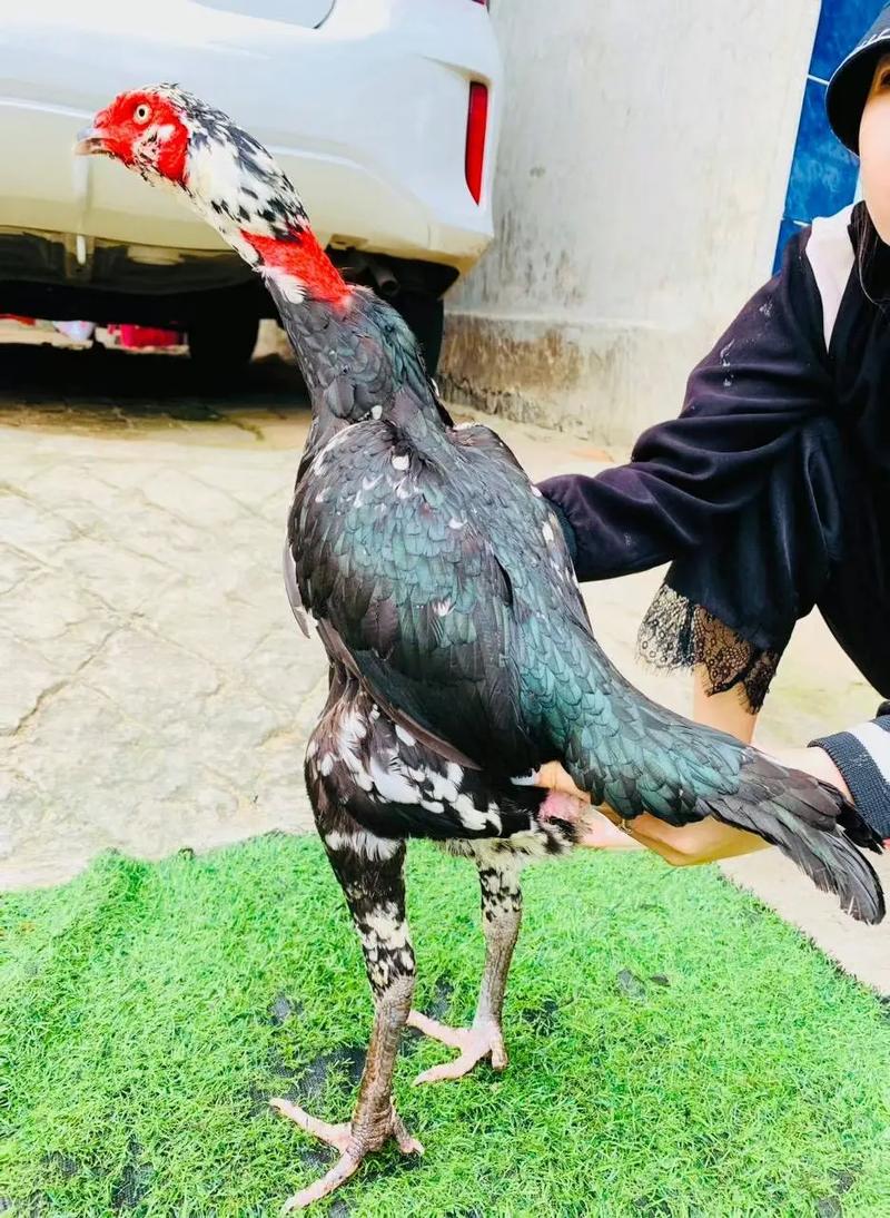 斗鸡母鸡什么品种最好-图3 斗鸡母鸡什么品种最好-图3