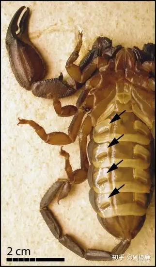 河北蝎子具体品种是什么？-图1