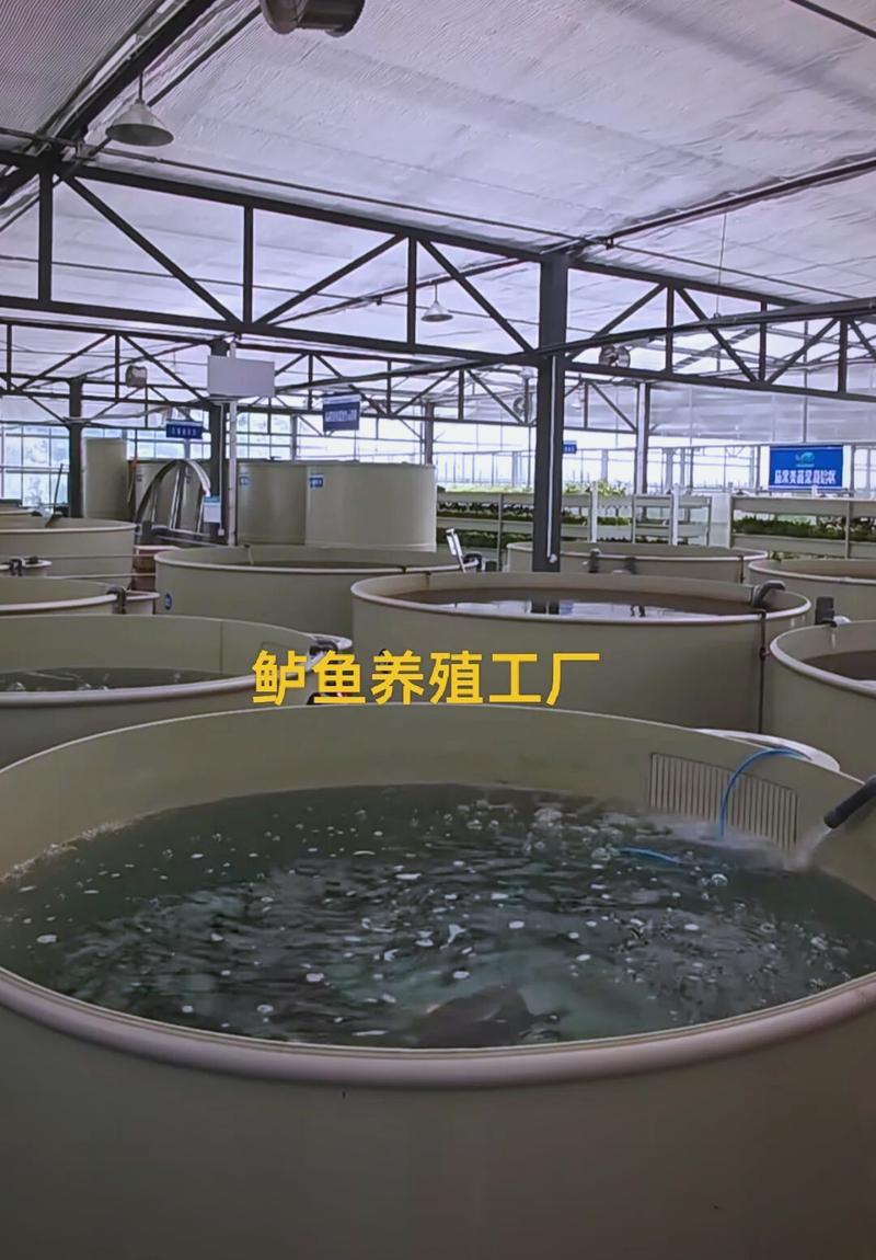 鲈鱼养殖技术要点有哪些?-图1 鲈鱼养殖技术要点有哪些?-图1