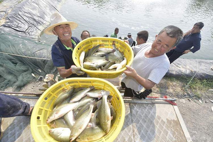 鲈鱼养殖技术要点有哪些?-图2 鲈鱼养殖技术要点有哪些?-图2