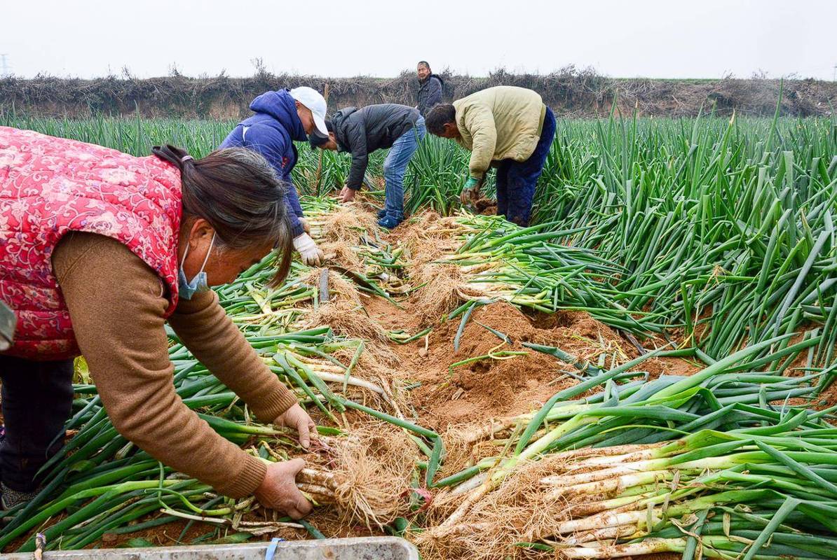 日本大葱种植技术有哪些关键点？-图2