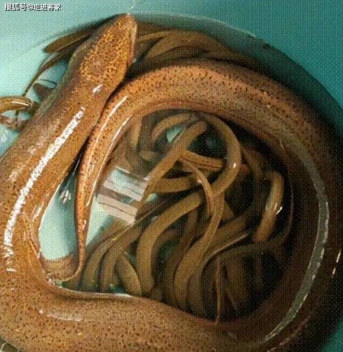 湖南野生黄鳝价格多少钱一斤?-图1 湖南野生黄鳝价格多少钱一斤?-图1