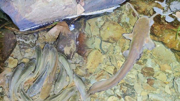 湖南野生黄鳝价格多少钱一斤?-图3 湖南野生黄鳝价格多少钱一斤?-图3