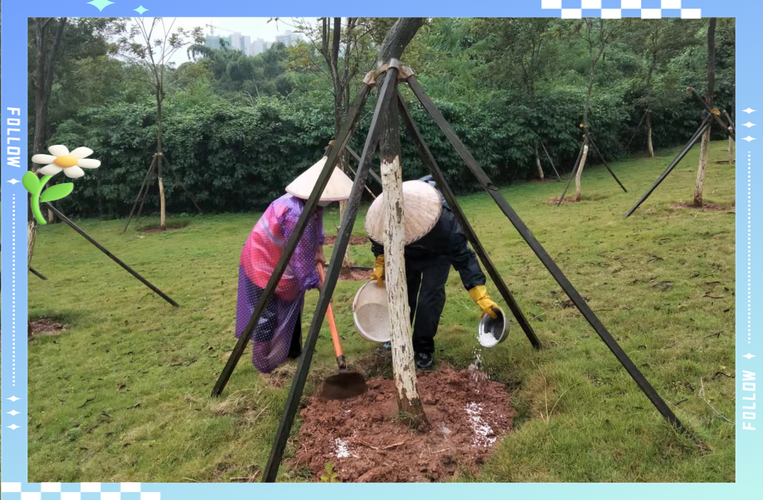 树苗栽培施肥浇水有哪些关键技术?-图1 树苗栽培施肥浇水有哪些关键技术?-图1