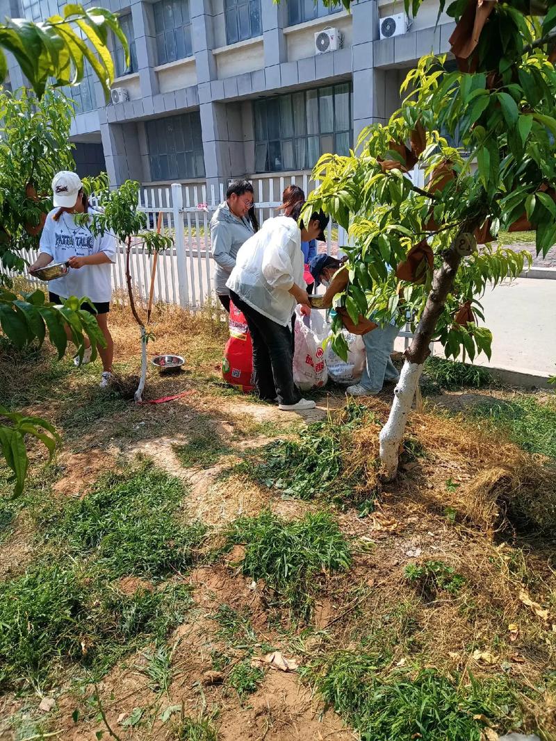 树苗栽培施肥浇水有哪些关键技术?-图3 树苗栽培施肥浇水有哪些关键技术?-图3
