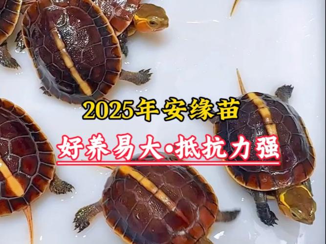 2025年安缘龟苗价格会涨还是跌？-图2